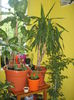 Picture My plants 1413
