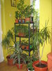 Picture My plants 1499