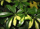 Picture My plants 1460