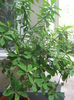 Picture My plants 1433