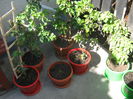 Picture My plants 1441
