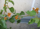 Picture My plants 1442