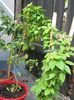 Picture My plants 1444