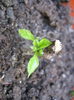 Picture My plants 1445