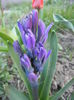 Hyacinth Peter Stuyvesant (2014, Mar.22)