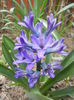 Hyacinth Peter Stuyvesant (2014, Mar.24)