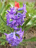 Hyacinth Peter Stuyvesant (2014, Mar.25)