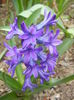 Hyacinth Peter Stuyvesant (2014, Mar.25)