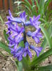 Hyacinth Peter Stuyvesant (2014, Mar.25)