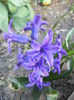 Hyacinth Peter Stuyvesant (2014, Mar.27)