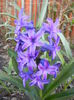 Hyacinth Peter Stuyvesant (2014, Mar.27)