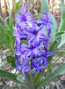 Hyacinth Peter Stuyvesant (2014, Mar.29)