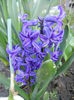 Hyacinth Peter Stuyvesant (2014, Mar.29)