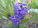 Hyacinth Peter Stuyvesant (2014, Mar.30)