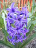 Hyacinth Peter Stuyvesant (2014, Mar.30)