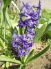 Hyacinth Peter Stuyvesant (2014, April 01)