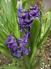 Hyacinth Peter Stuyvesant (2014, April 03)