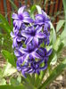 Hyacinth Peter Stuyvesant (2014, April 03)