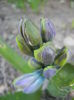 Hyacinth Isabelle (2014, March 20)