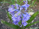 Hyacinth Isabelle (2014, March 23)