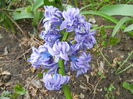 Hyacinth Isabelle (2014, April 01)