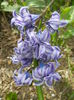 Hyacinth Isabelle (2014, April 03)