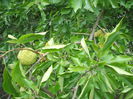 DSCF8065