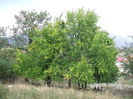 DSCF8081