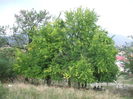 DSCF8082