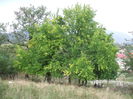 DSCF8083