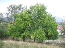 DSCF8084