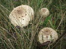 DSCF8088