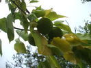 DSCF8091