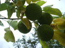 DSCF8094