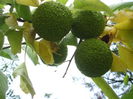 DSCF8096