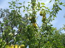 DSCF8194