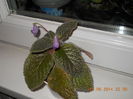 Eucodonia