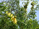 DSCF8195