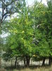 DSCF8202