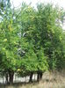 DSCF8203