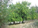 DSCF8204