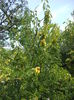 DSCF8208