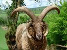 Berbec Manx Loaghtan