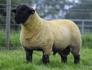 Berbec Suffolk-93