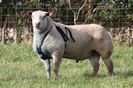 Charolais berbec