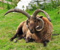 Manx Loaghtan berbec