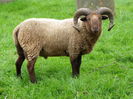 Manx Loaghtan berbec-7