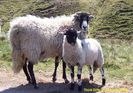 Oaie si miel Swaledale