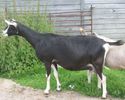 Toggenburg cu lapte