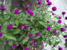 GOMPHRENA